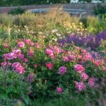 ROSA ´David Austin´® 'Princess Alexandra of Kent'® - Obrázek 7