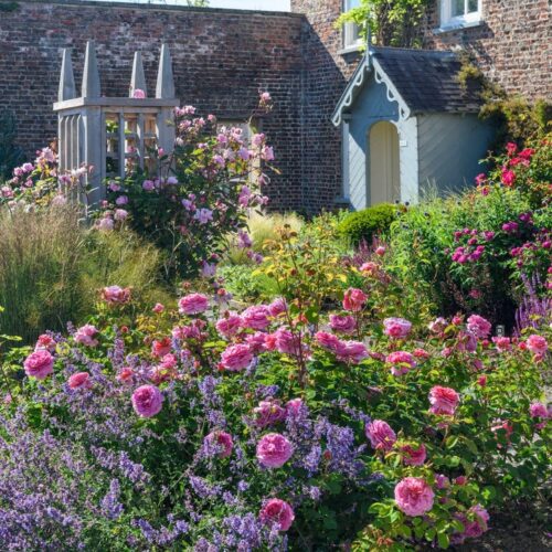 ROSA ´David Austin´® 'Princess Alexandra of Kent'® - Obrázek 6