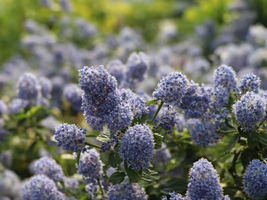 Ceanothus thyrsiflorus var. repens 'Light Blue'