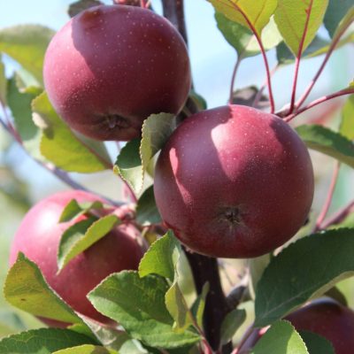 Jabloň 'Red Spring' - sloupovitá