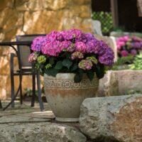 Hydrangea macr. ´Endless Summer®-'kultivar Summer Love'®