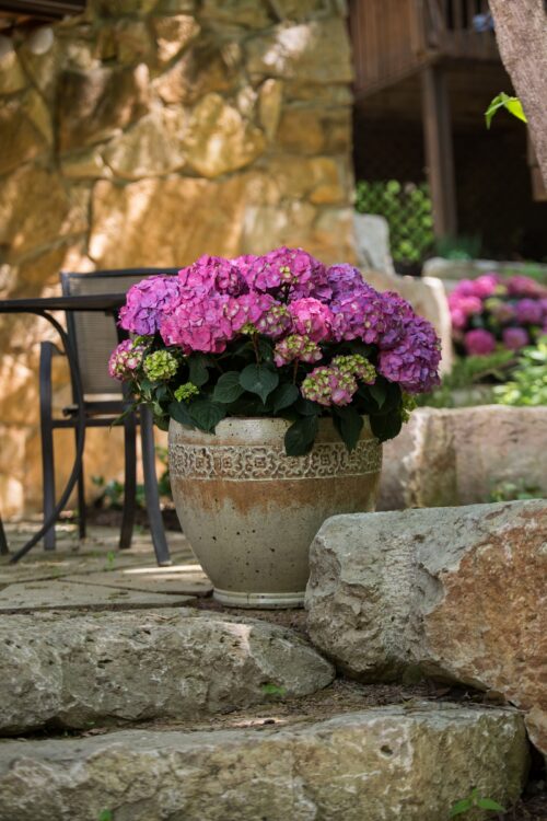 Hydrangea macr. ´Endless Summer®'Summer Love'® - Obrázek 1