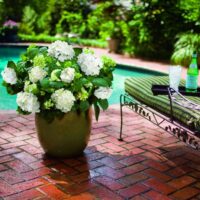 Hydrangea macr. ´Endless Summer®-'kultivar The Bride