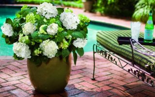 Hydrangea macr. ´Endless Summer®-'kultivar The Bride