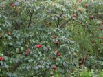 Cornus kousa 'Milky Way' - Obrázek 4