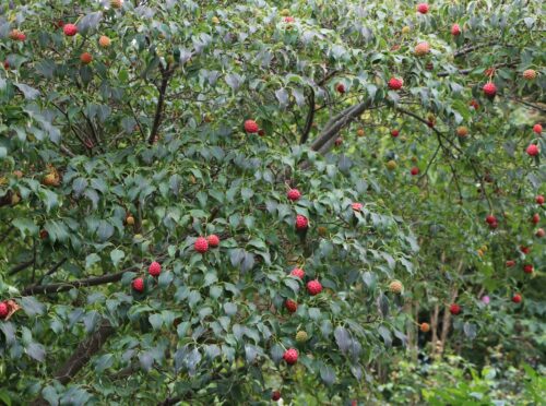 Cornus kousa 'Milky Way' - Obrázek 4