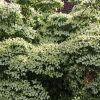 Cornus kousa 'Milky Way' - Kontejner 7,5 l, v. 80-100 cm