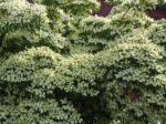 Cornus kousa 'Milky Way'