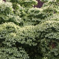 Cornus kousa 'Milky Way'