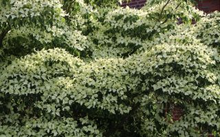 Cornus kousa 'Milky Way'
