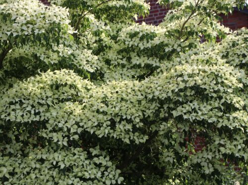 Cornus kousa 'Milky Way' - Obrázek 1