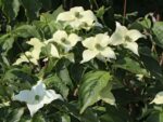 Cornus kousa 'Milky Way' - Obrázek 3