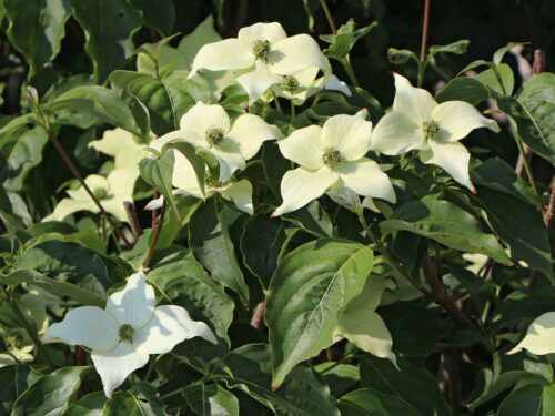 Cornus kousa 'Milky Way' - Obrázek 3