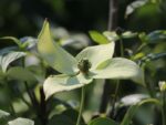 Cornus kousa 'Milky Way' - Obrázek 2