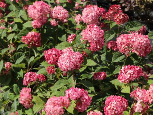 Hydrangea arborescens ´Ruby Annabelle´® - Obrázek 4