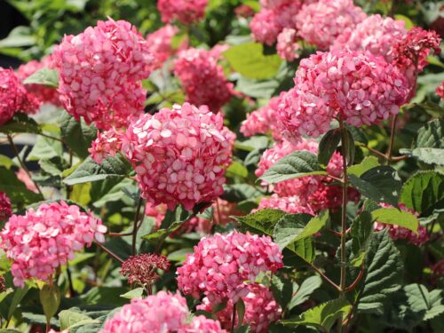 Hydrangea arborescens ´Ruby Annabelle´® - Obrázek 3