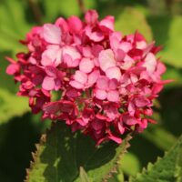 Hydrangea arborescens ´Ruby Annabelle´®