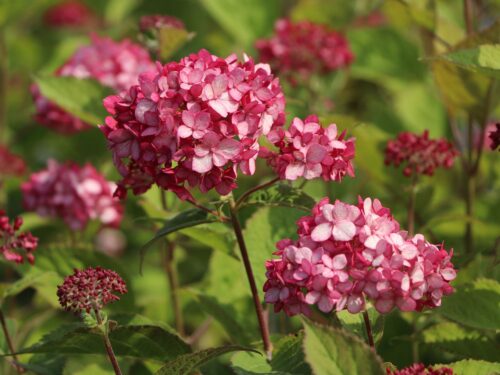 Hydrangea arborescens ´Ruby Annabelle´® - Obrázek 5