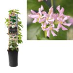 Trachelospermum asiaticum 'Pink Air'