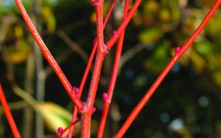 Tilia cordata 'Winter Orange'