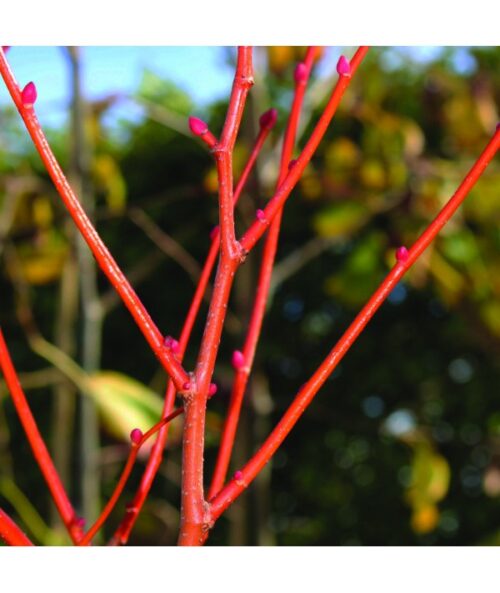 Tilia cordata 'Winter Orange' - Image 1