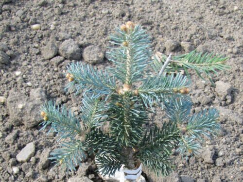 Abies lasiocarpa ´Micolas´, v. 40-50 cm K10l - Obrázek 2