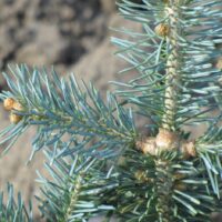 Abies lasiocarpa ´Micolas´, v. 40-50 cm K10l