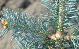 Abies lasiocarpa ´Micolas´, v. 40-50 cm K10l