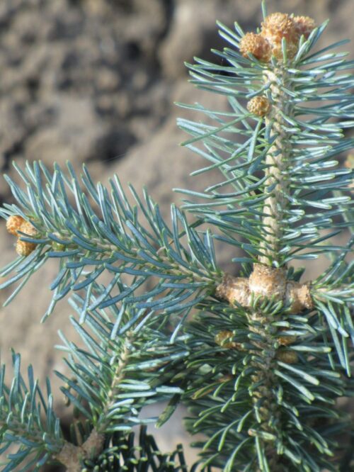 Abies lasiocarpa ´Micolas´, v. 40-50 cm K10l - Obrázek 1