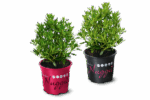 Rhododendron micranthum 'Nugget by Bloombux´® Magenta - Obrázek 3