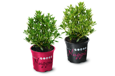 Rhododendron micranthum 'Nugget by Bloombux´® Magenta - Obrázek 3