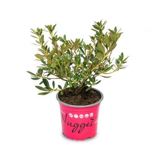 Rhododendron micranthum 'Nugget by Bloombux´® Magenta - Obrázek 1
