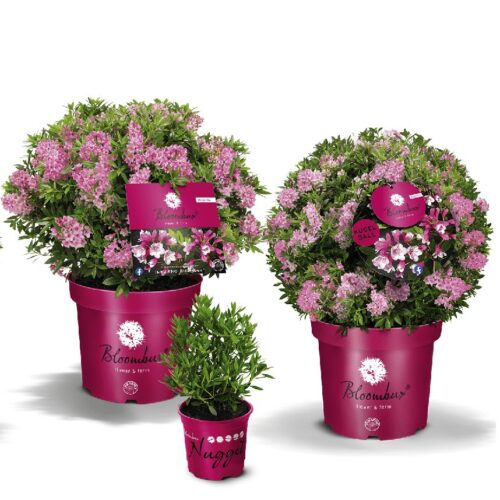 Rhododendron micranthum ´Bloombux´® Magenta , koule průměr 25–30 CM - Image 2