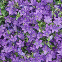 Campanula portenschlagiana 'Porto'