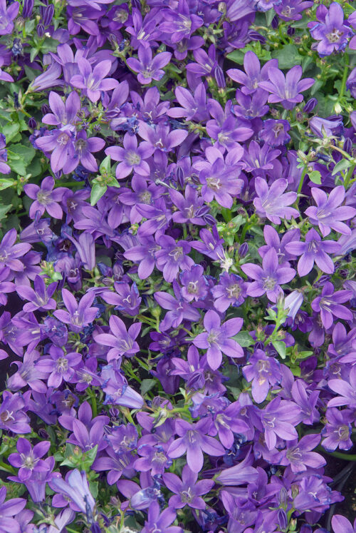 Campanula portenschlagiana 'Porto' - Obrázek 1