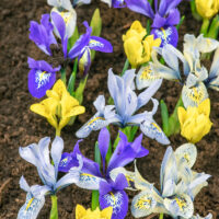 Iris reticulata
