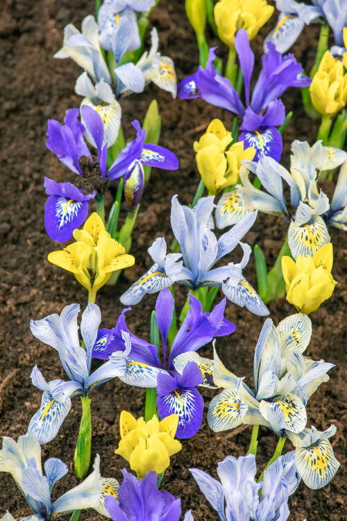 Iris reticulata - Obrázek 1