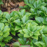 Pachysandra terminalis ´Green Carpet´®