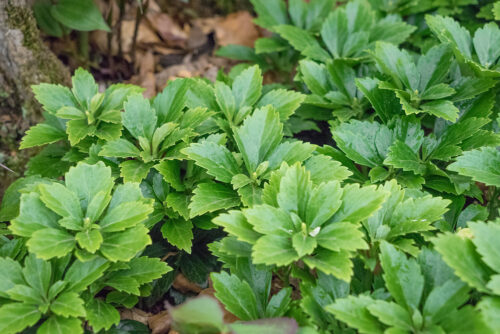 Pachysandra terminalis ´Green Carpet´® - Image 1