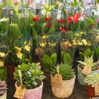 SUCCULENT Ibiza mix, dekor. obal, P 13