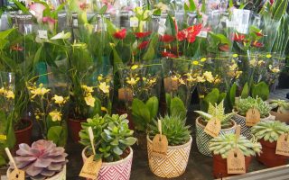 SUCCULENT Ibiza mix, dekor. obal, P 13