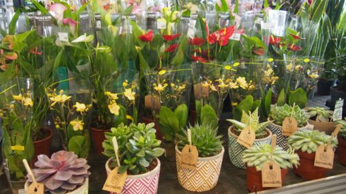 SUCCULENT Ibiza mix, dekor. obal, P 13 - Obrázek 1