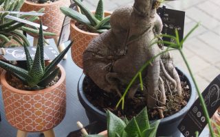 SUCCULENT dekor. obal, P11_BGCR-2242