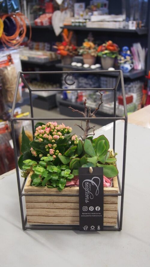 SUCCULENT dekorace_kov_Kalanchoe_P17 - Image 1