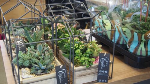 SUCCULENT dekorace_kov_Kalanchoe_P17 - Image 2