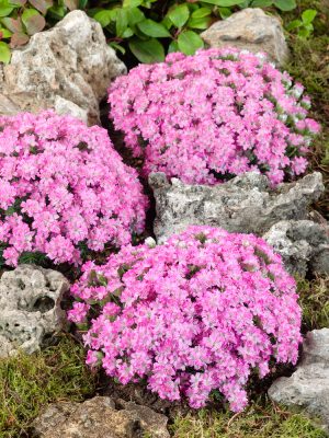 Armeria juniperifolia 'Bevan'