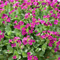 Arabis caucasica 'Little Treasure Deep Pink'