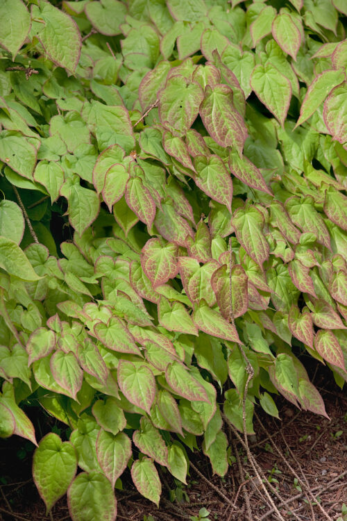 Epimedium alpinum - Obrázek 1