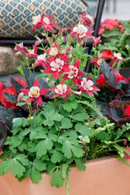 Aquilegia flabellata 'Red and White'