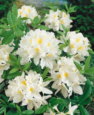 Azalea (KH) 'Persil' - bílá